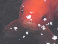 Filename=goldfish-under-ice.jpg
Filesize=51KB
Dimensions=1000x750
Date added=Jan 03, 2010 goldfish-under-ice.jpg