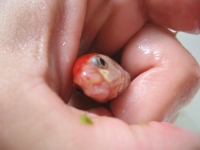 Filename=goldfish_mouthrot.jpg
Filesize=407KB
Dimensions=900x675
Date added=Feb 17, 2010 goldfish_mouthrot.jpg