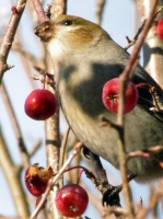 Filename=grosbeak-new-brunswick.jpg
Filesize=517KB
Dimensions=800x1067
Date added=Mar 03, 2013 grosbeak-new-brunswick.jpg
