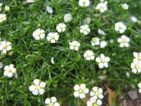 Filename=ground-cover-flowers.jpg
Filesize=88KB
Dimensions=1000x750
Date added=May 24, 2010 ground-cover-flowers.jpg