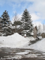 Filename=groundhog_day_storm_dd_aftershovel.jpg
Filesize=588KB
Dimensions=724x965
Date added=Feb 03, 2011 groundhog_day_storm_dd_aftershovel.jpg
