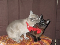 Filename=halloween_alaska_jasper.jpg
Filesize=720KB
Dimensions=965x724
Date added=Nov 05, 2010 halloween_alaska_jasper.jpg