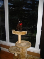 Filename=halloween_jasper_window.jpg
Filesize=570KB
Dimensions=720x960
Date added=Nov 05, 2010 halloween_jasper_window.jpg