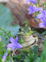 Filename=happy-frog.jpg
Filesize=85KB
Dimensions=657x876
Date added=Nov 12, 2010 happy-frog.jpg
