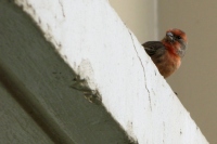 Filename=hawaii-bird-red-bird.jpg
Filesize=62KB
Dimensions=900x600
Date added=Feb 12, 2008 hawaii-bird-red-bird.jpg