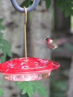 Filename=hummingbird_on_feeder.jpg
Filesize=311KB
Dimensions=878x1170
Date added=Jul 27, 2012 hummingbird_on_feeder.jpg