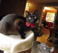 Filename=jasper-halloween-bowtie2.jpg
Filesize=670KB
Dimensions=1200x1090
Date added=Apr 05, 2013 jasper-halloween-bowtie2.jpg