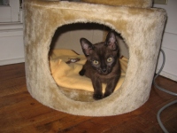 Filename=jasper_10weeks_tower.jpg
Filesize=438KB
Dimensions=900x675
Date added=Nov 27, 2008 jasper_10weeks_tower.jpg