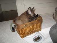 Filename=jasper_9weeks__scale.jpg
Filesize=383KB
Dimensions=900x675
Date added=Nov 27, 2008 jasper_9weeks__scale.jpg