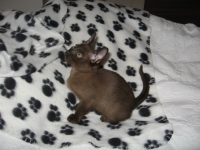 Filename=jasper_9weeks_bed.jpg
Filesize=432KB
Dimensions=900x675
Date added=Nov 27, 2008 jasper_9weeks_bed.jpg