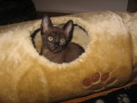 Filename=jasper_9weeks_tunnel.jpg
Filesize=429KB
Dimensions=900x675
Date added=Nov 27, 2008 jasper_9weeks_tunnel.jpg