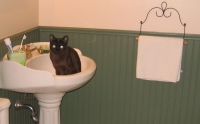 Filename=jasper_bathroom_sink.jpg
Filesize=318KB
Dimensions=899x558
Date added=May 03, 2010 jasper_bathroom_sink.jpg