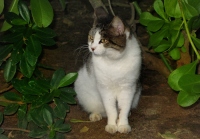 Filename=kauai-cat-sassy-kitty.jpg
Filesize=124KB
Dimensions=900x627
Date added=Feb 27, 2008 kauai-cat-sassy-kitty.jpg
