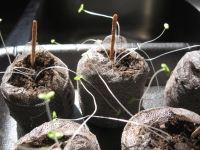 Filename=lavender_seedlings.jpg
Filesize=721KB
Dimensions=965x724
Date added=Apr 07, 2011 lavender_seedlings.jpg