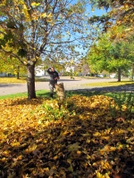 Filename=leaves-cleanup.jpg
Filesize=955KB
Dimensions=800x1066
Date added=Apr 05, 2013 leaves-cleanup.jpg