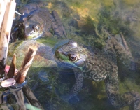 Filename=leopard-frogs-pond.jpg
Filesize=81KB
Dimensions=1000x787
Date added=May 03, 2010 leopard-frogs-pond.jpg