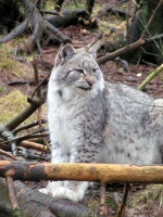 Filename=lynx_cub_nova_scotia.jpg
Filesize=373KB
Dimensions=1000x1333
Date added=Jan 21, 2012 lynx_cub_nova_scotia.jpg