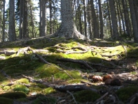Filename=moss_in_sunrays.jpg
Filesize=866KB
Dimensions=965x724
Date added=Apr 11, 2011 moss_in_sunrays.jpg