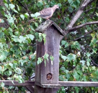 Filename=mourning-dove-on-birdhouse2.jpg
Filesize=1013KB
Dimensions=1200x1143
Date added=Mar 03, 2013 mourning-dove-on-birdhouse2.jpg