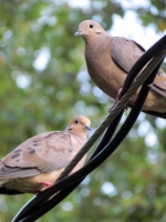 Filename=mourning-doves-on-wire.jpg
Filesize=279KB
Dimensions=900x1200
Date added=Apr 05, 2013 mourning-doves-on-wire.jpg