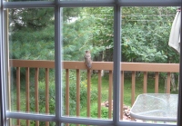 Filename=northern_flicker.jpg
Filesize=744KB
Dimensions=1000x698
Date added=Aug 16, 2010 northern_flicker.jpg