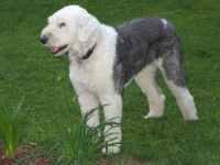 Filename=old-english-sheepdog.jpg
Filesize=806KB
Dimensions=1000x750
Date added=Jul 07, 2010 old-english-sheepdog.jpg