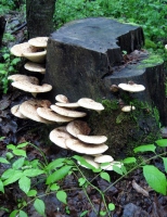 Filename=pancake-tree-mushrooms.jpg
Filesize=309KB
Dimensions=1000x1291
Date added=Jun 04, 2011 pancake-tree-mushrooms.jpg