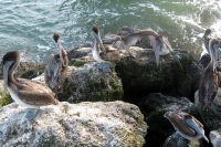 Filename=pelicans-florida.jpg
Filesize=197KB
Dimensions=900x600
Date added=Feb 12, 2008 pelicans-florida.jpg