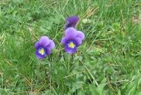 Filename=pensies.jpg
Filesize=599KB
Dimensions=900x608
Date added=May 03, 2010 pensies.jpg