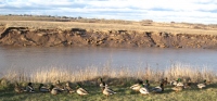 Filename=petitcodiac_mallard_ducks.jpg
Filesize=743KB
Dimensions=1224x570
Date added=Jan 03, 2011 petitcodiac_mallard_ducks.jpg