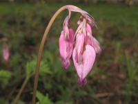 Filename=pink_flowers.jpg
Filesize=442KB
Dimensions=900x675
Date added=May 05, 2010 pink_flowers.jpg