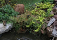 Filename=pond_frog.jpg
Filesize=821KB
Dimensions=969x680
Date added=Nov 08, 2010 pond_frog.jpg