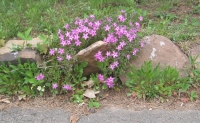 Filename=purple_flowers.jpg
Filesize=709KB
Dimensions=900x554
Date added=May 03, 2010 purple_flowers.jpg