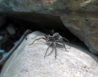 Filename=rock-spider.jpg
Filesize=86KB
Dimensions=1200x946
Date added=May 24, 2010 rock-spider.jpg