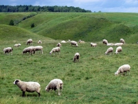 Filename=saguenay-sheep.jpg
Filesize=839KB
Dimensions=1400x1050
Date added=Jul 28, 2013 saguenay-sheep.jpg