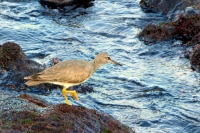 Filename=shore-bird-hawaii.jpg
Filesize=206KB
Dimensions=900x600
Date added=Mar 23, 2008 shore-bird-hawaii.jpg