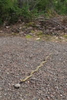 Filename=snake-on-gravel-trail.jpg
Filesize=631KB
Dimensions=1100x1623
Date added=May 07, 2011 snake-on-gravel-trail.jpg