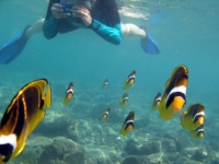 Filename=snorkling-racoon-butterfly-fish.jpg
Filesize=87KB
Dimensions=900x675
Date added=Feb 24, 2008 snorkling-racoon-butterfly-fish.jpg