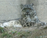 Filename=snow-leopard.jpg
Filesize=78KB
Dimensions=950x776
Date added=Apr 26, 2010 snow-leopard.jpg