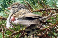 Filename=song-sparrow-injured-wing-deformity-tumor.jpg
Filesize=592KB
Dimensions=1105x733
Date added=Jul 14, 2013 song-sparrow-injured-wing-deformity-tumor.jpg