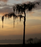 Filename=spanish-moss-on-tree.jpg
Filesize=70KB
Dimensions=596x675
Date added=Feb 12, 2008 spanish-moss-on-tree.jpg
