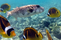 Filename=stripebelly-puffer-racoon-butterfly-fish-snorkling.jpg
Filesize=131KB
Dimensions=900x600
Date added=Feb 24, 2008 stripebelly-puffer-racoon-butterfly-fish-snorkling.jpg