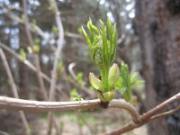 Filename=tidnish_early_budder.jpg
Filesize=544KB
Dimensions=965x724
Date added=Apr 25, 2011 tidnish_early_budder.jpg