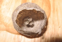 Filename=wasp_nest.jpg
Filesize=446KB
Dimensions=900x619
Date added=May 21, 2010 wasp_nest.jpg