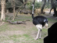 Filename=wdw_2011_animal_kingdom_kilimanjaro_safari_austrich.jpg
Filesize=791KB
Dimensions=956x731
Date added=Jan 28, 2011 wdw_2011_animal_kingdom_kilimanjaro_safari_austrich.jpg