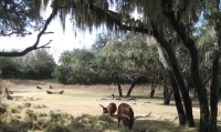 Filename=wdw_2011_animal_kingdom_kilimanjaro_safari_big_horn_cows.jpg
Filesize=834KB
Dimensions=1081x645
Date added=Jan 28, 2011 wdw_2011_animal_kingdom_kilimanjaro_safari_big_horn_cows.jpg