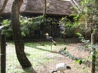 Filename=wdw_2011_animal_kingdom_kilimanjaro_safari_crowned_crane.jpg
Filesize=1027KB
Dimensions=965x724
Date added=Jan 28, 2011 wdw_2011_animal_kingdom_kilimanjaro_safari_crowned_crane.jpg