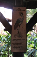 Filename=wdw_2011_animal_kingdom_kilimanjaro_safari_crowned_crane_poster.jpg
Filesize=594KB
Dimensions=681x1024
Date added=Jan 27, 2011 wdw_2011_animal_kingdom_kilimanjaro_safari_crowned_crane_poster.jpg