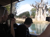 Filename=wdw_2011_animal_kingdom_kilimanjaro_safari_elephant.jpg
Filesize=631KB
Dimensions=965x724
Date added=Jan 28, 2011 wdw_2011_animal_kingdom_kilimanjaro_safari_elephant.jpg