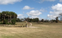 Filename=wdw_2011_animal_kingdom_kilimanjaro_safari_giraffe.jpg
Filesize=675KB
Dimensions=1074x650
Date added=Jan 28, 2011 wdw_2011_animal_kingdom_kilimanjaro_safari_giraffe.jpg